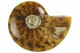 Polished, Agatized Ammonite (Cleoniceras) - Madagascar #172178-1